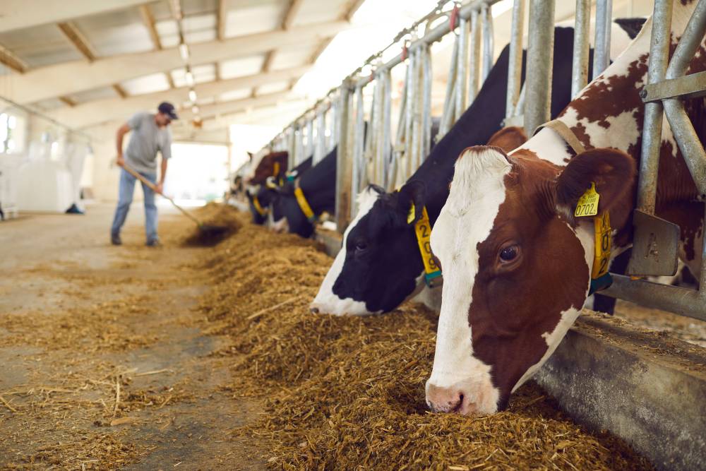 Bœuf limousin près de Bazas